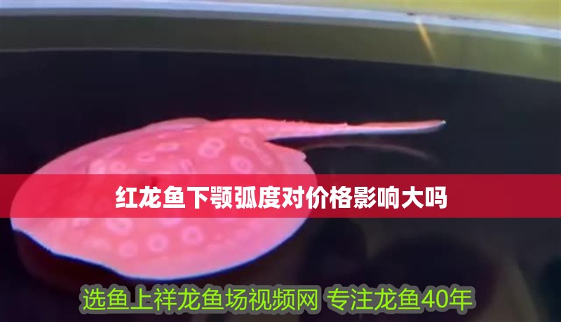 紅龍魚下顎弧度對價格影響大嗎