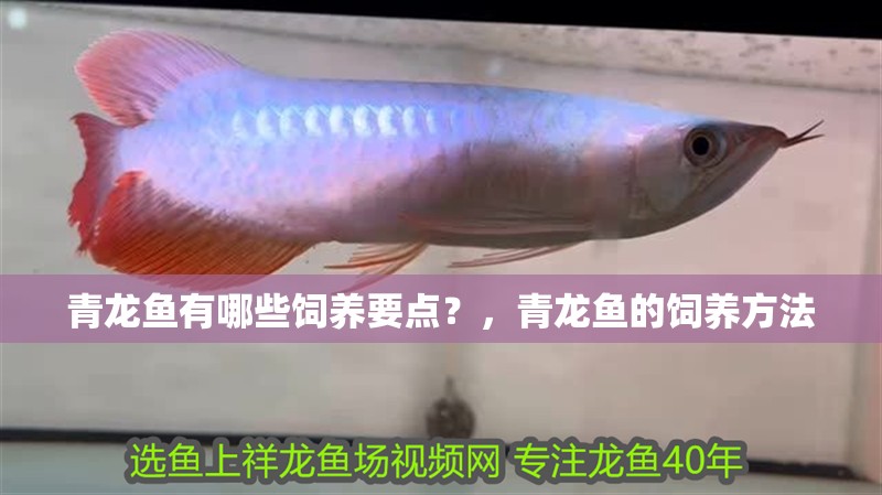 青龍魚有哪些飼養要點？，青龍魚的飼養方法