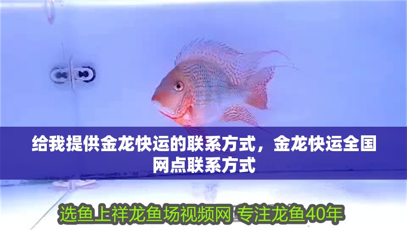 給我提供金龍快運的聯系方式，金龍快運全國網點聯系方式