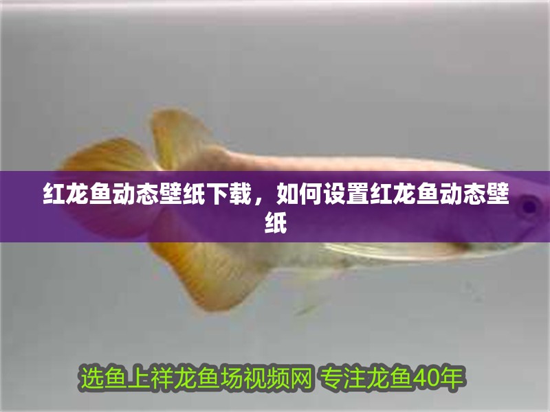 紅龍魚動態壁紙下載，如何設置紅龍魚動態壁紙