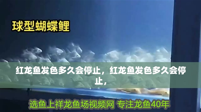 紅龍魚發色多久會停止，紅龍魚發色多久會停止，