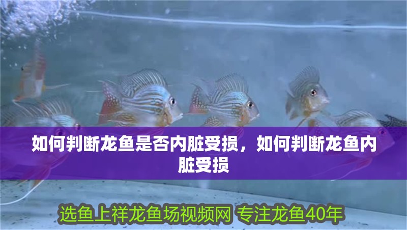 如何判斷龍魚是否內臟受損，如何判斷龍魚內臟受損