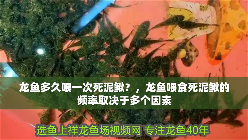 龍魚(yú)多久喂一次死泥鰍？，龍魚(yú)喂食死泥鰍的頻率取決于多個(gè)因素