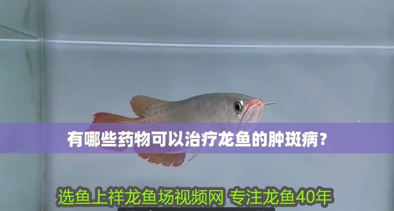 有哪些藥物可以治療龍魚的腫斑病？