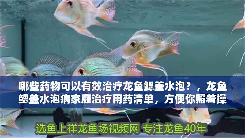 哪些藥物可以有效治療龍魚鰓蓋水泡？，龍魚鰓蓋水泡病家庭治療用藥清單，方便你照著操作快速處理