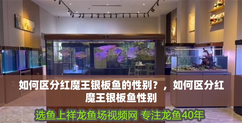 如何區分紅魔王銀板魚的性別？，如何區分紅魔王銀板魚性別