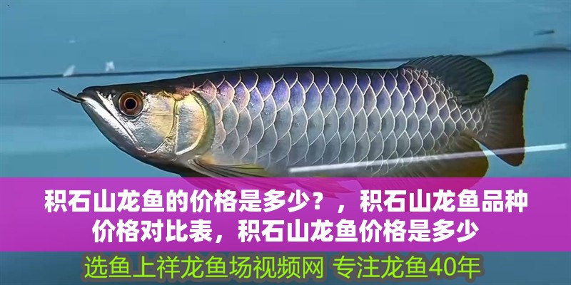 積石山龍魚的價格是多少？，積石山龍魚品種價格對比表，積石山龍魚價格是多少
