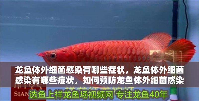 龍魚體外細菌感染有哪些癥狀，龍魚體外細菌感染有哪些癥狀，如何預防龍魚體外細菌感染