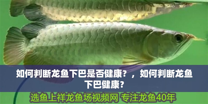 如何判斷龍魚下巴是否健康？，如何判斷龍魚下巴健康？
