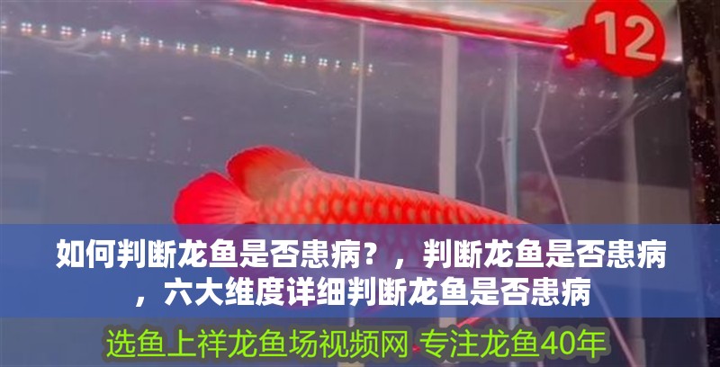 如何判斷龍魚是否患病？，判斷龍魚是否患病，六大維度詳細判斷龍魚是否患病