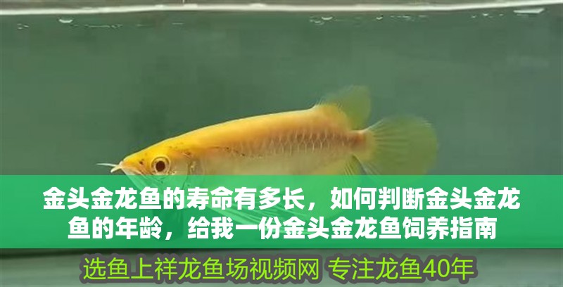 金頭金龍魚的壽命有多長，如何判斷金頭金龍魚的年齡，給我一份金頭金龍魚飼養指南