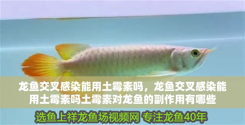 龍魚交叉感染能用土霉素嗎，龍魚交叉感染能用土霉素嗎土霉素對龍魚的副作用有哪些