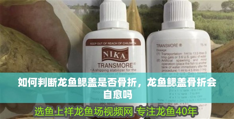 如何判斷龍魚鰓蓋是否骨折，龍魚鰓蓋骨折會自愈嗎