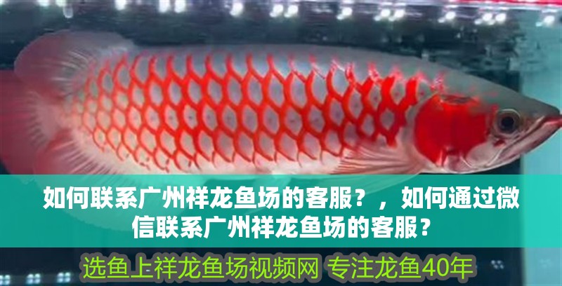 如何聯系廣州祥龍魚場的客服？，如何通過微信聯系廣州祥龍魚場的客服？