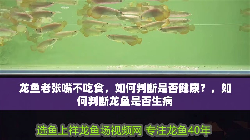 龍魚老張嘴不吃食，如何判斷是否健康？，如何判斷龍魚是否生病