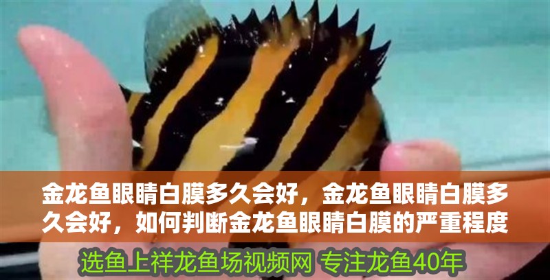 金龍魚眼睛白膜多久會好，金龍魚眼睛白膜多久會好，如何判斷金龍魚眼睛白膜的嚴重程度？