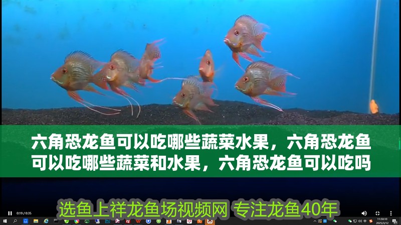 六角恐龍魚可以吃哪些蔬菜水果，六角恐龍魚可以吃哪些蔬菜和水果，六角恐龍魚可以吃嗎