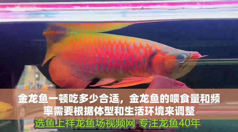 金龍魚一頓吃多少合適，金龍魚的喂食量和頻率需要根據(jù)體型和生活環(huán)境來調(diào)整