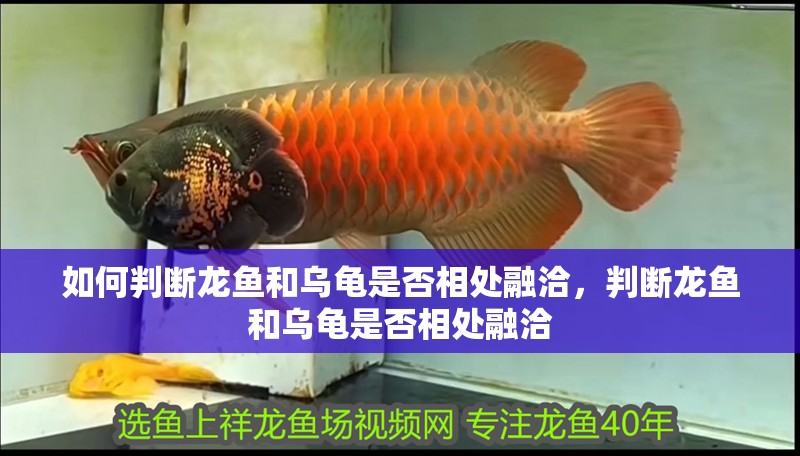 如何判斷龍魚和烏龜是否相處融洽，判斷龍魚和烏龜是否相處融洽