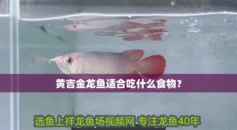 黃吉金龍魚適合吃什么食物？