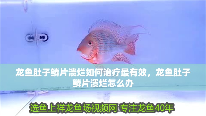 龍魚肚子鱗片潰爛如何治療最有效，龍魚肚子鱗片潰爛怎么辦