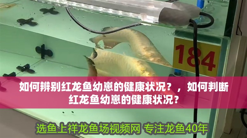 如何辨別紅龍魚幼崽的健康狀況？，如何判斷紅龍魚幼崽的健康狀況？