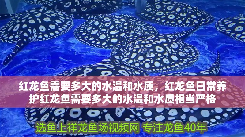 紅龍魚需要多大的水溫和水質(zhì)，紅龍魚日常養(yǎng)護紅龍魚需要多大的水溫和水質(zhì)相當(dāng)嚴格