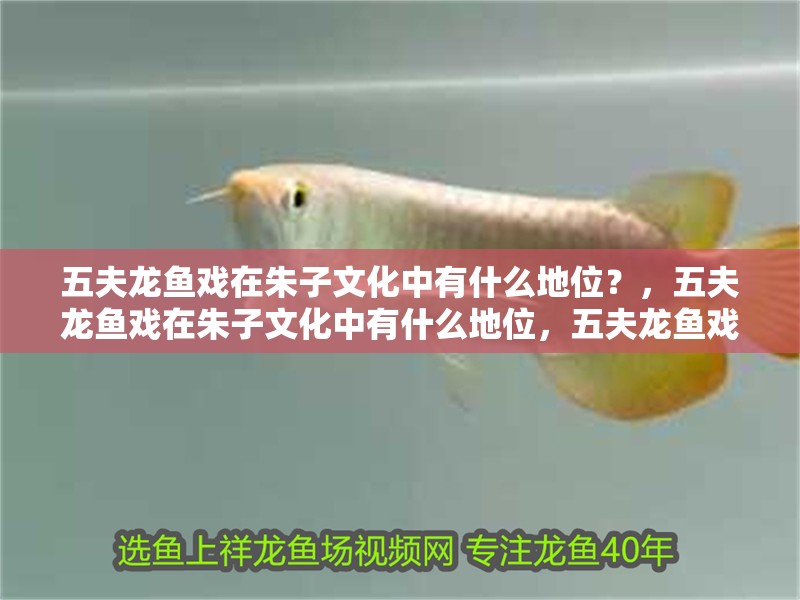 五夫龍魚戲在朱子文化中有什么地位？，五夫龍魚戲在朱子文化中有什么地位，五夫龍魚戲在現(xiàn)代如何傳承