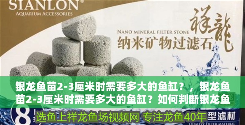 銀龍魚苗2-3厘米時需要多大的魚缸？，銀龍魚苗2-3厘米時需要多大的魚缸？如何判斷銀龍魚苗的健康狀況？