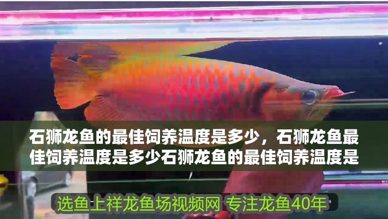 石獅龍魚的最佳飼養(yǎng)溫度是多少，石獅龍魚最佳飼養(yǎng)溫度是多少石獅龍魚的最佳飼養(yǎng)溫度是多少
