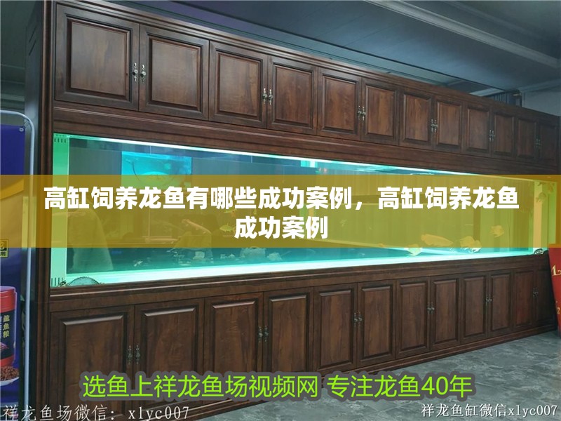 高缸飼養(yǎng)龍魚有哪些成功案例，高缸飼養(yǎng)龍魚成功案例