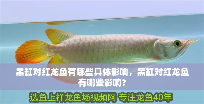 黑缸對(duì)紅龍魚(yú)有哪些具體影響，黑缸對(duì)紅龍魚(yú)有哪些影響？