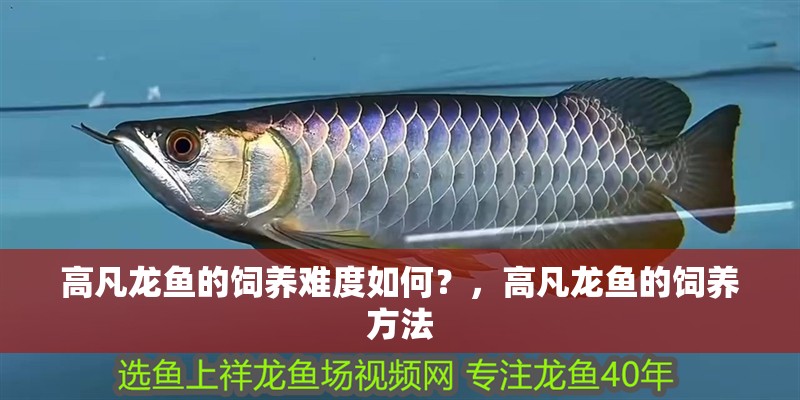 高凡龍魚的飼養難度如何？，高凡龍魚的飼養方法