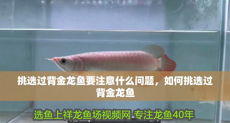 挑選過背金龍魚要注意什么問題，如何挑選過背金龍魚