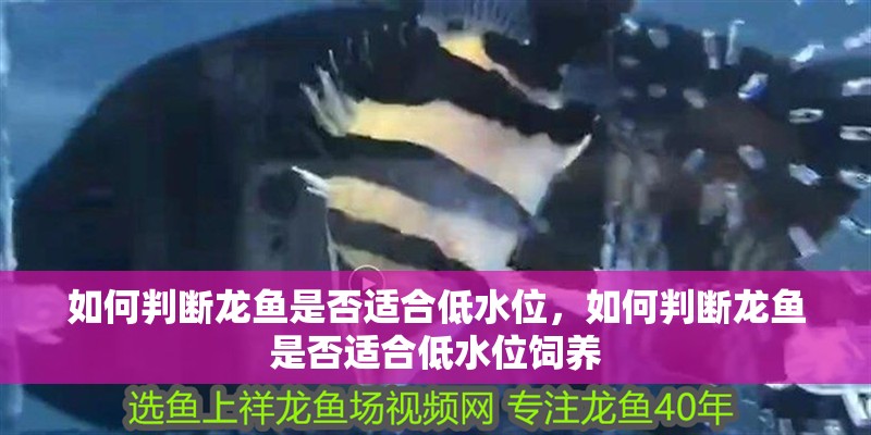 如何判斷龍魚是否適合低水位，如何判斷龍魚是否適合低水位飼養