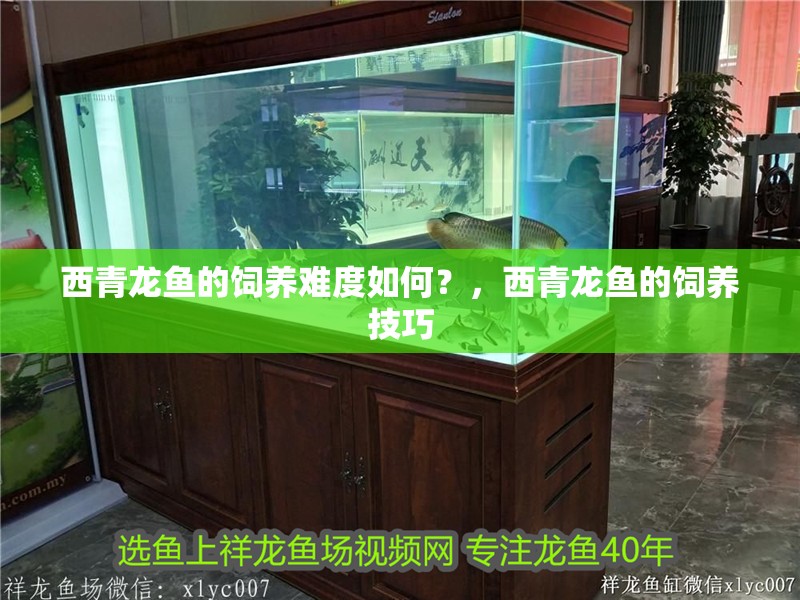 西青龍魚的飼養(yǎng)難度如何？，西青龍魚的飼養(yǎng)技巧