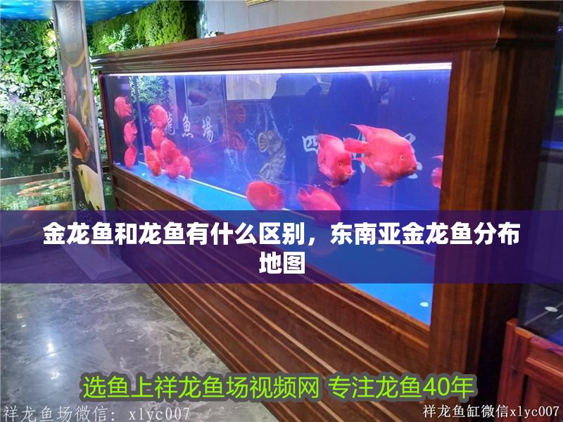 金龍魚和龍魚有什么區別，東南亞金龍魚分布地圖 金龍魚和龍魚有什么區別，東南亞金龍魚分布地圖 龍魚百科 第2張