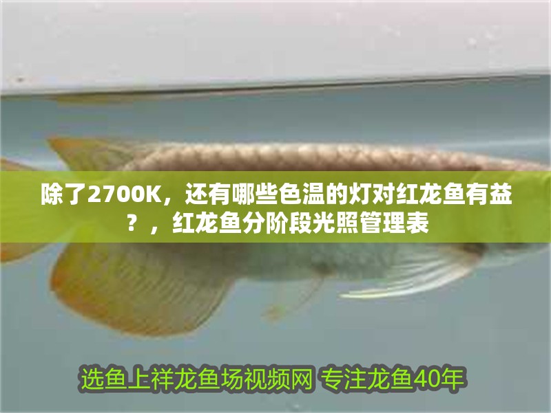除了2700K，還有哪些色溫的燈對紅龍魚有益？，紅龍魚分階段光照管理表