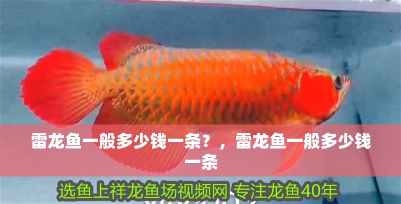 雷龍魚一般多少錢一條？，雷龍魚一般多少錢一條