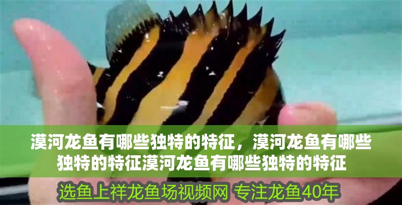 漠河龍魚有哪些獨特的特征，漠河龍魚有哪些獨特的特征漠河龍魚有哪些獨特的特征