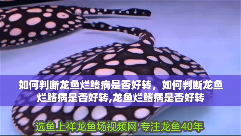 如何判斷龍魚爛鰭病是否好轉，如何判斷龍魚爛鰭病是否好轉,龍魚爛鰭病是否好轉