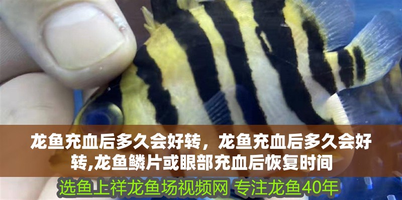 龍魚充血后多久會好轉，龍魚充血后多久會好轉,龍魚鱗片或眼部充血后恢復時間