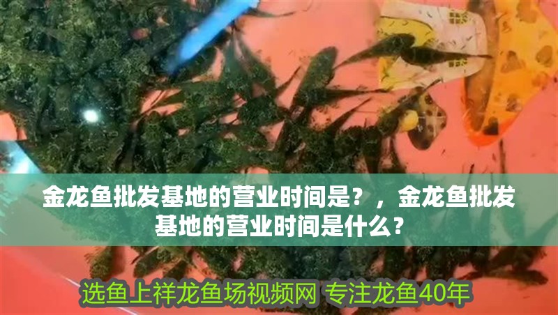 金龍魚批發基地的營業時間是？，金龍魚批發基地的營業時間是什么？