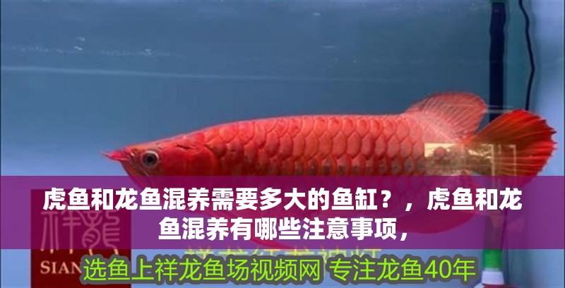 虎魚和龍魚混養(yǎng)需要多大的魚缸？，虎魚和龍魚混養(yǎng)有哪些注意事項(xiàng)，