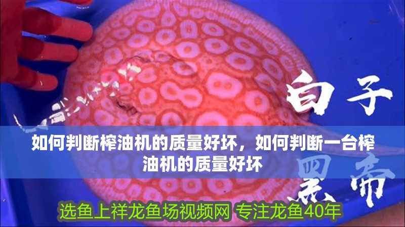 如何判斷榨油機(jī)的質(zhì)量好壞，如何判斷一臺(tái)榨油機(jī)的質(zhì)量好壞