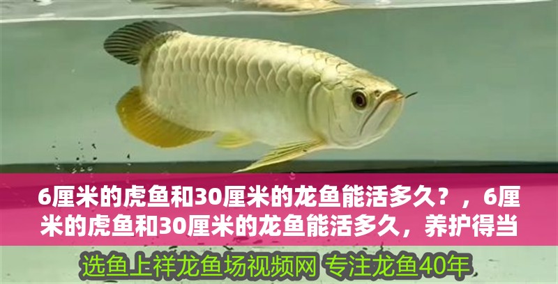 6厘米的虎魚和30厘米的龍魚能活多久？，6厘米的虎魚和30厘米的龍魚能活多久，養護得當可超過25年