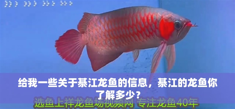 給我一些關(guān)于綦江龍魚(yú)的信息，綦江的龍魚(yú)你了解多少？