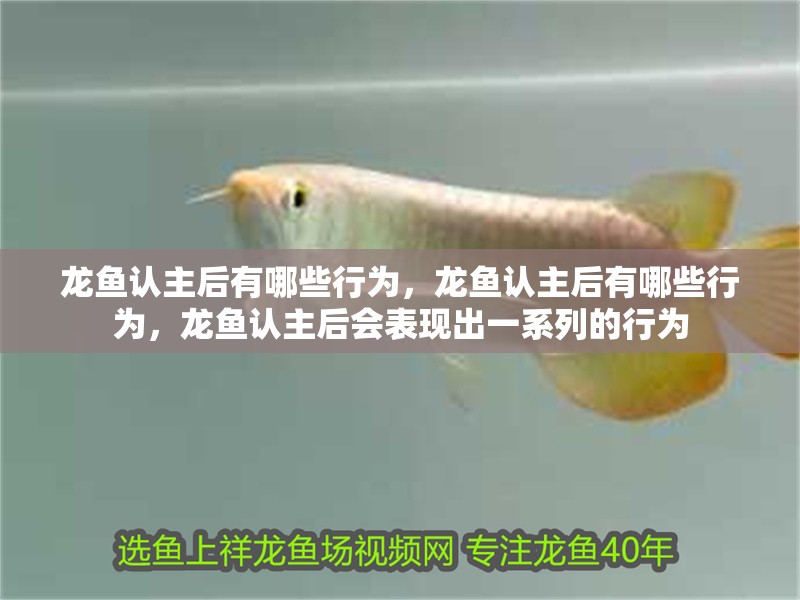 龍魚認主后有哪些行為，龍魚認主后有哪些行為，龍魚認主后會表現出一系列的行為