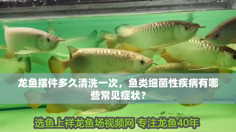 龍魚擺件多久清洗一次，魚類細菌性疾病有哪些常見癥狀？