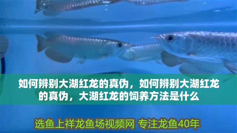 如何辨別大湖紅龍的真偽，如何辨別大湖紅龍的真偽，大湖紅龍的飼養方法是什么